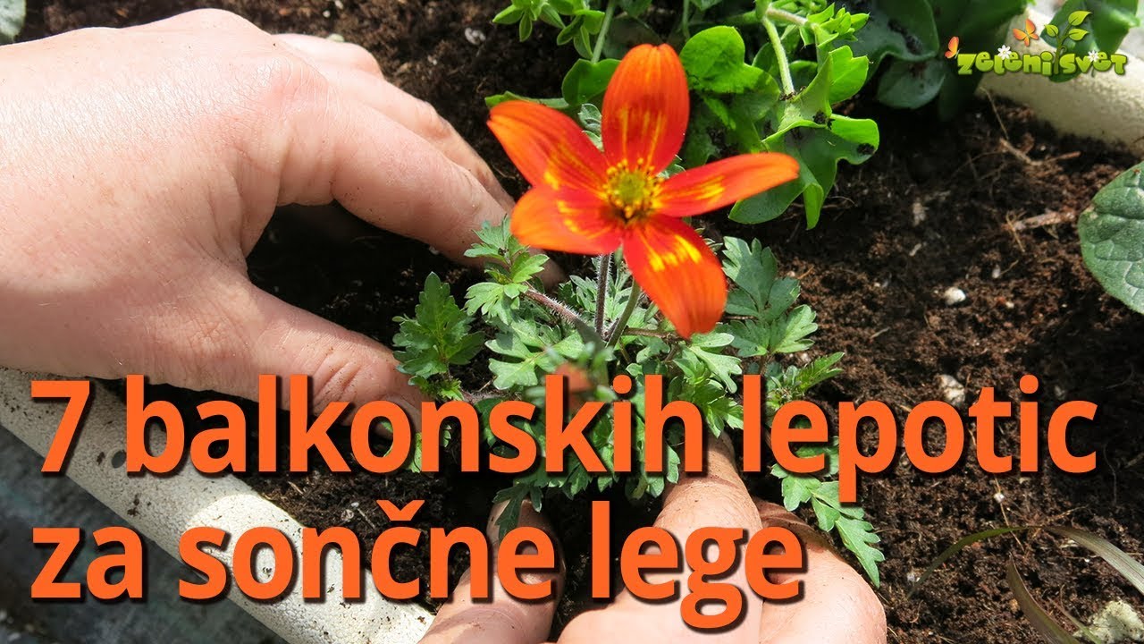 7 balkonskih lepotic za sončne lege