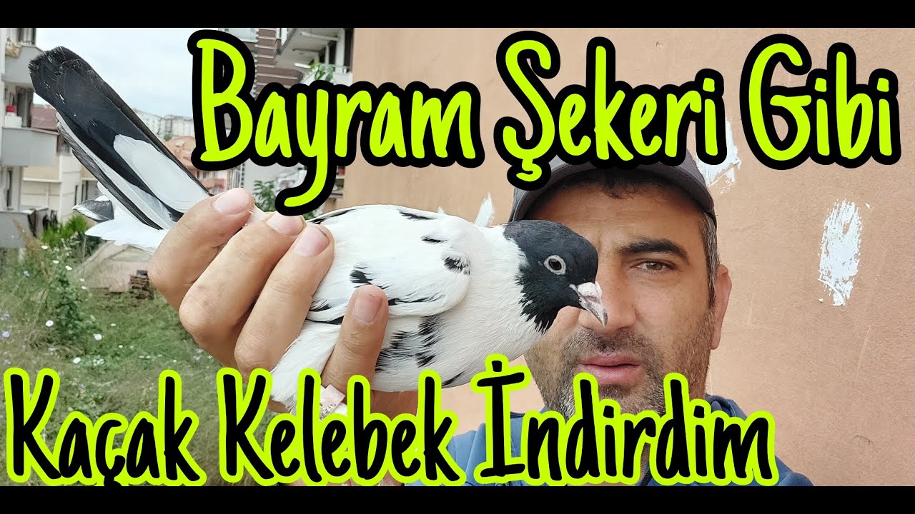 Bayram Şekeri Gibi, Kaçak Kelebek İndirdim.