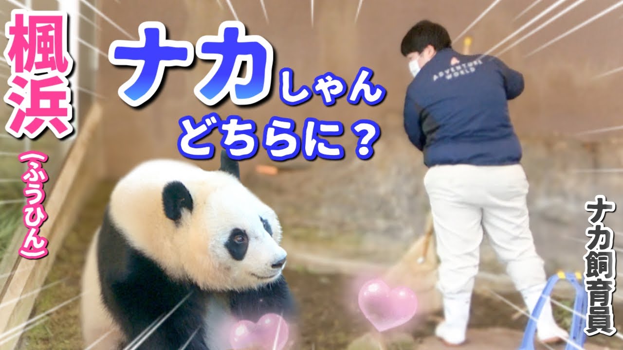 【パンダアイドル楓浜】ナカ飼育員はどこ行った⁉️あの頃はダブルでよかったのにな〜と黄昏れる🐼