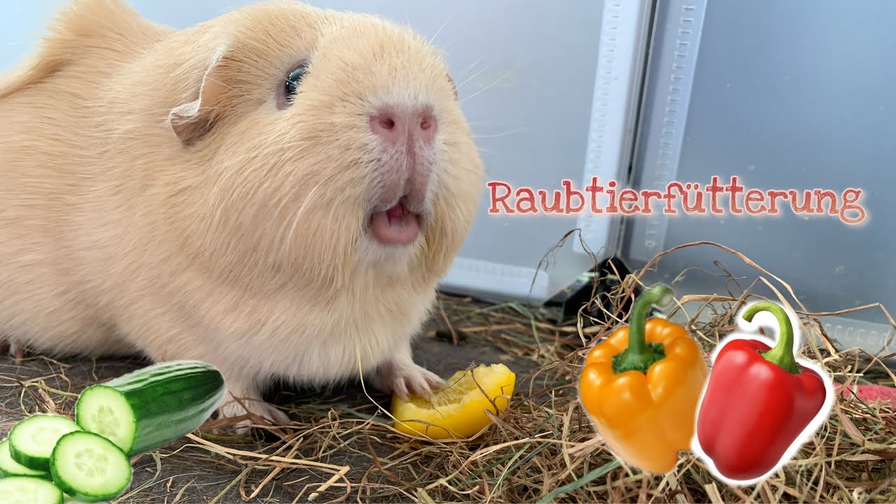 Dieses Video endet, wenn sich meine Meerschweinchen Futter klauen... oder? | Die Schweinwohner
