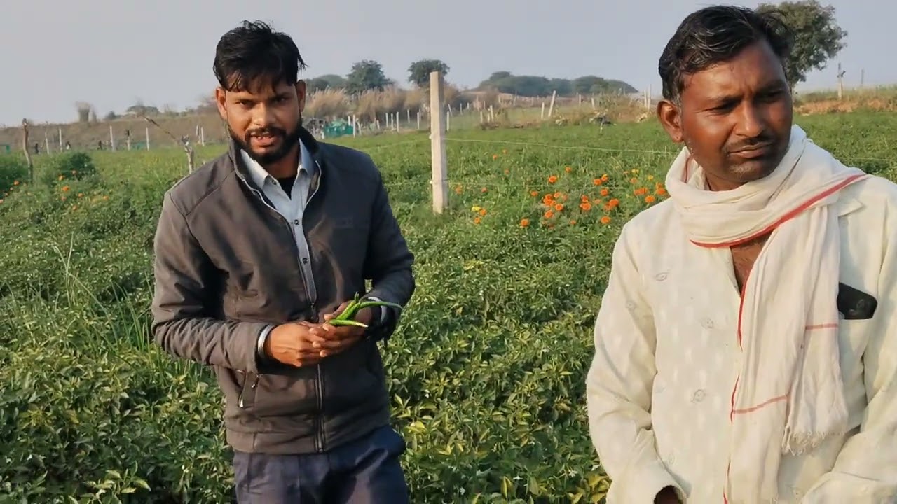 मिर्ची की सबसे ज्यादा पैदावार देने वाली वैरायटी morgain krish किसान हुआ माला माल।   लम्बी पतली तीखी 