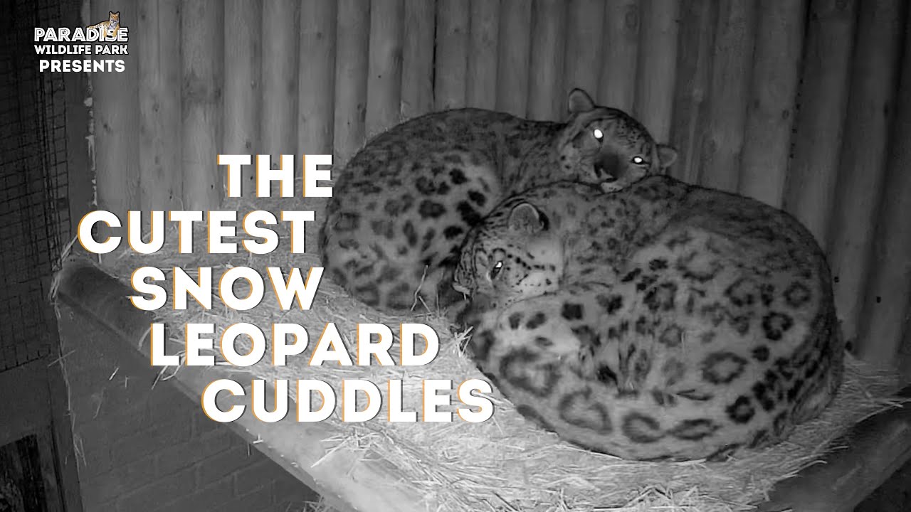 The Cutest Snow Leopard Cuddles!
