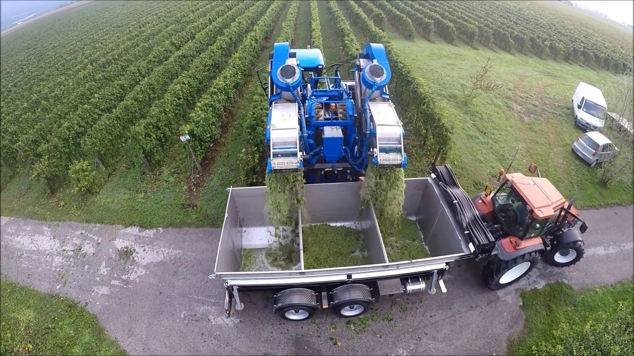 Grape Harvest | NEWHOLLAND POWER - Braud 9060L, Braud VL6070 & TM135