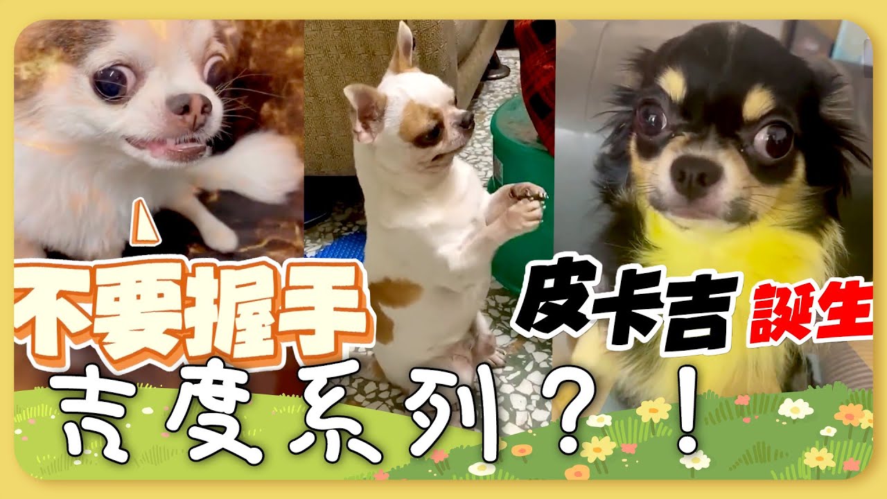 #寵物雲小編精選 吉度系列？！ 聽飼主喊握手立「吉」翻臉 吉拜！吉娃娃袋鼠蹲向阿嬤討食：拜託給偶雞腿 奴才幫「洗薑黃粉殺菌」 毛染色洗不掉..網：皮卡吉來了