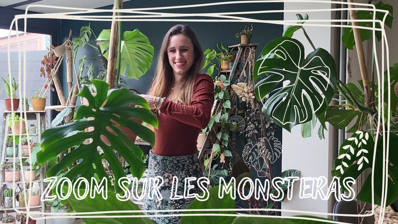 Zoom sur les monsteras !