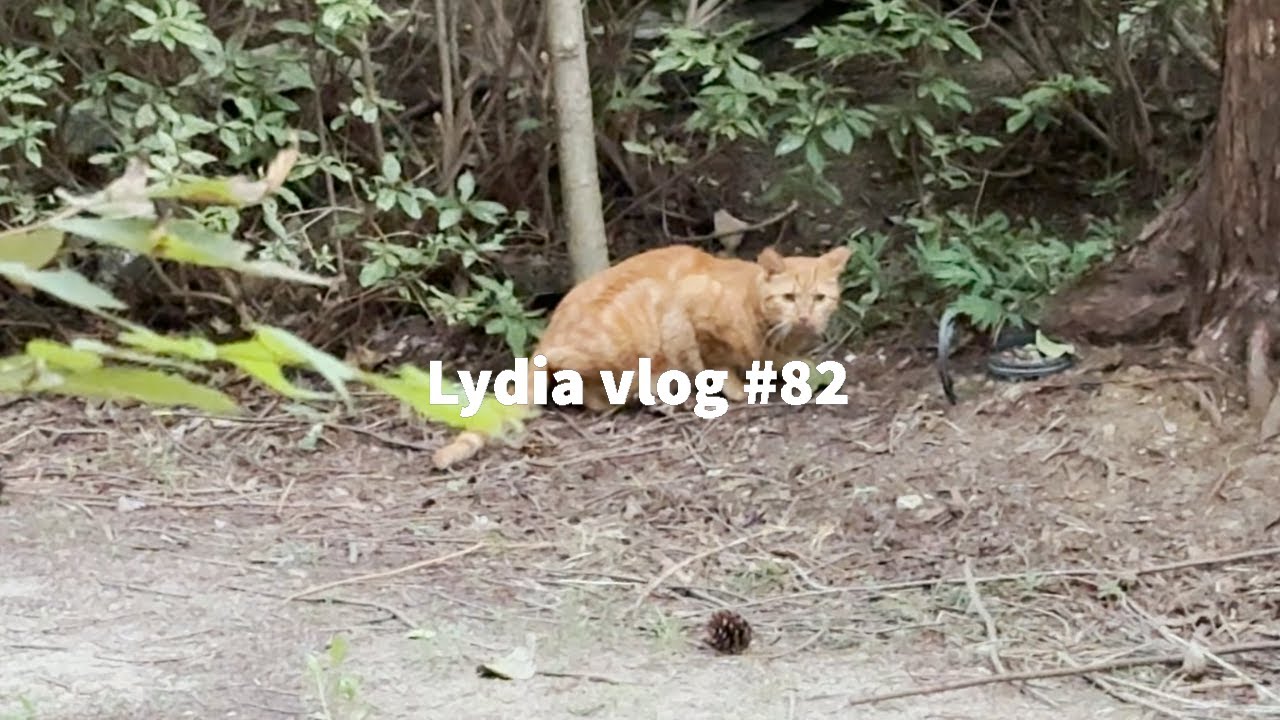 [ENG] Lydia vlog #82| 길냥이 급식소를 옮겼어요 | 길냥이 급식소 주변정리 | 급식소 주변을 맴도는 치즈길냥이
