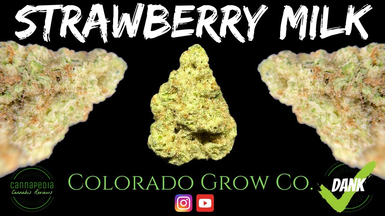 Strawberry Milk Strain Review - Colorado Grow Company - Cannapedia