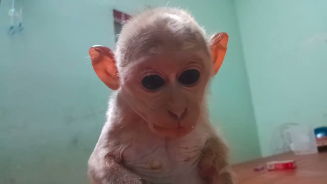 Baby monkey with amputee is loved