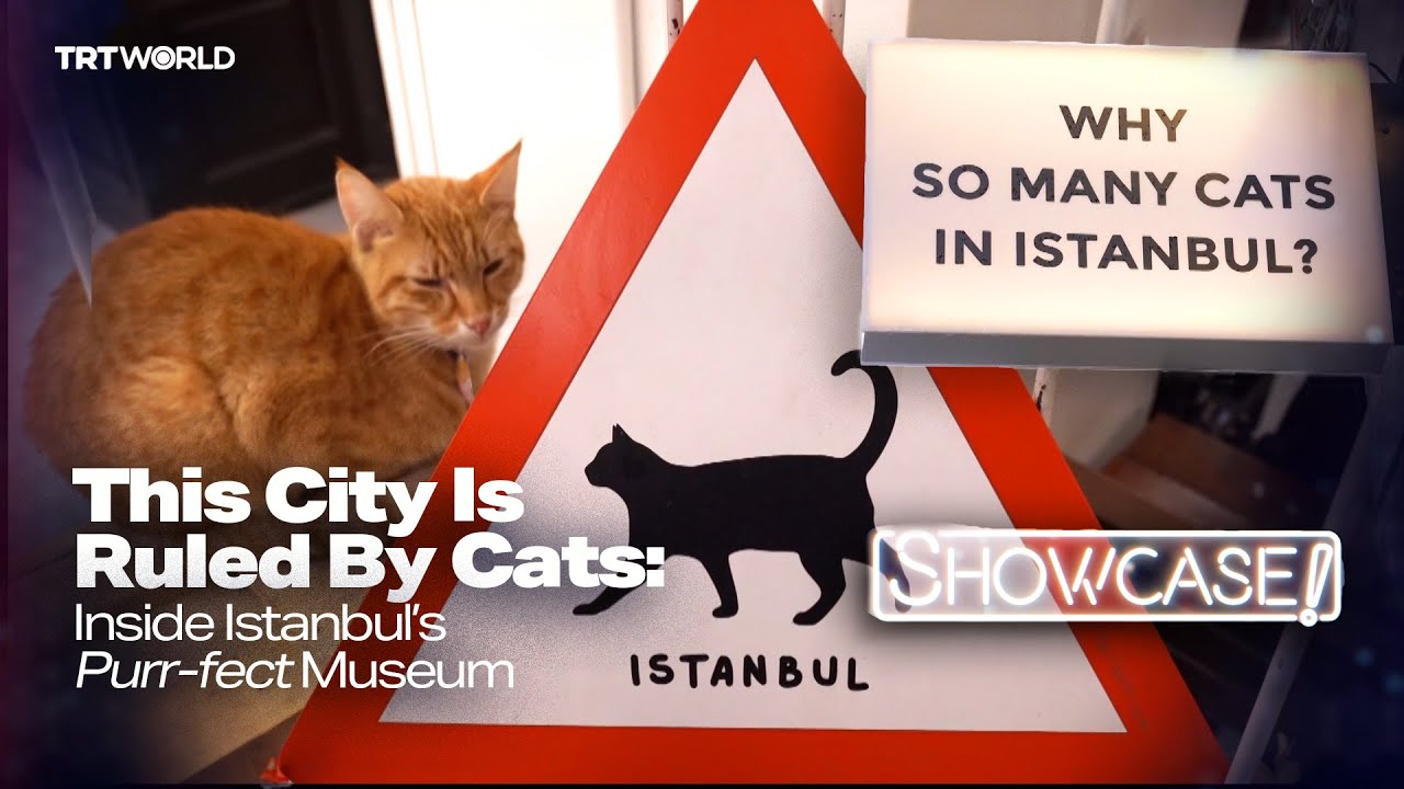 The Secret History of Istanbul&rsquo;s Cats &ndash; And the Museum That Honors Them!
