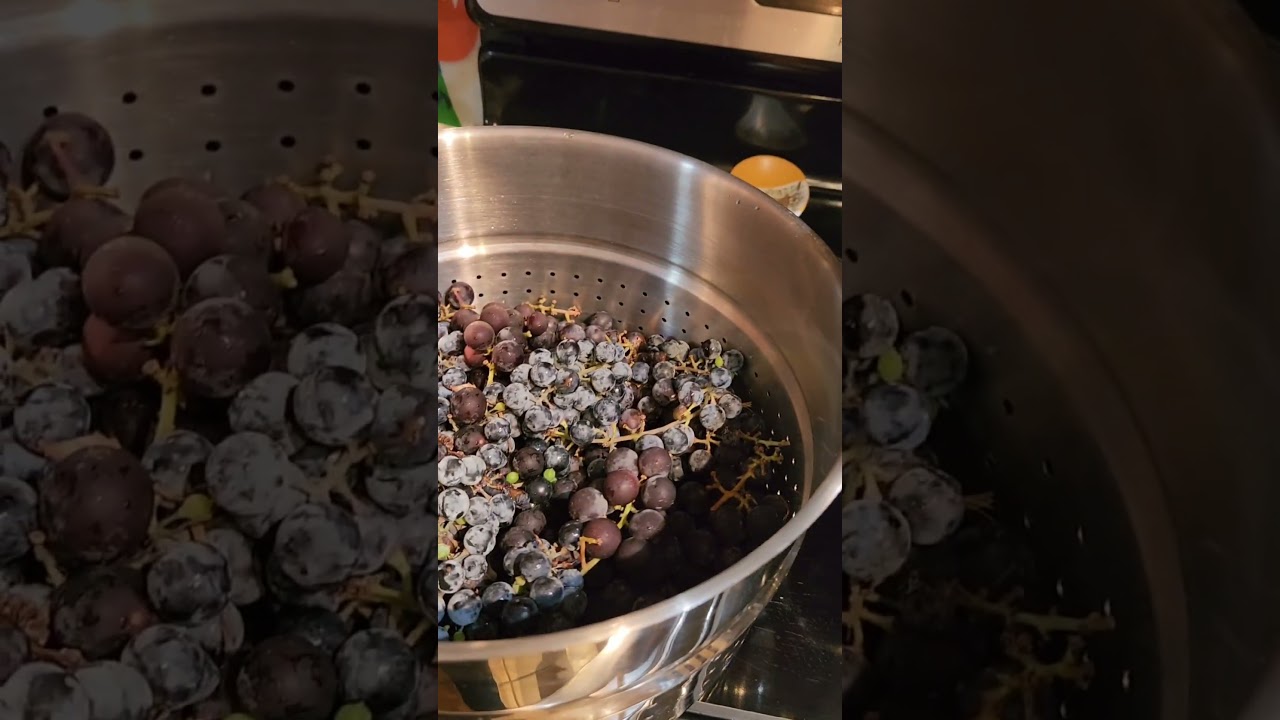 Steam-powered Juicer for forage #wildfood #grape #juicing