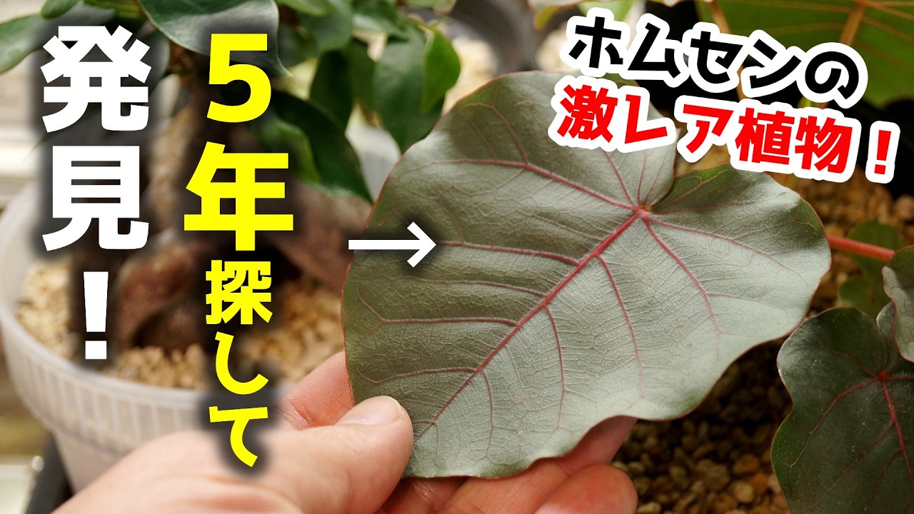 コレお宝ですよ…！5年探し続けた激レア観葉植物をついにホムセンで発見♪【フィカス・ゴムの木】