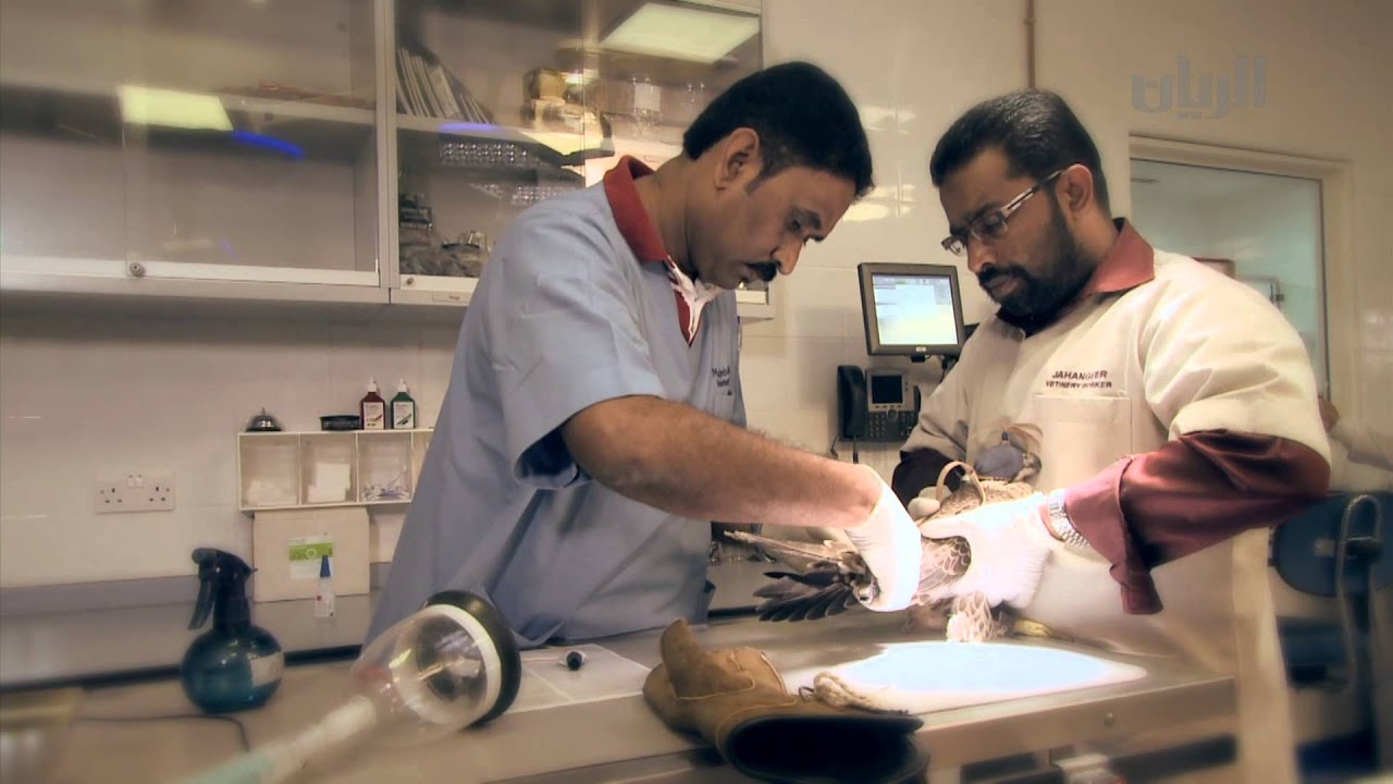 برنامج شارة الريان - الشاهين 11-09-2013