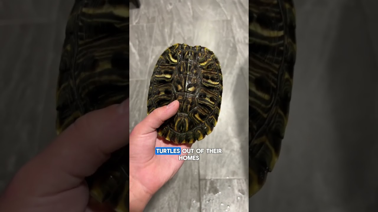 Red-eared Slider Isn't A Good Pet Like You Thought