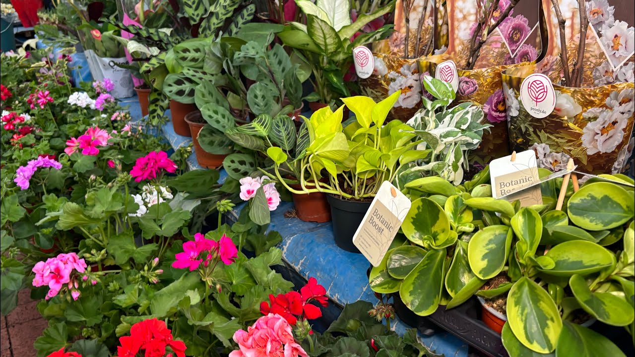 12 Şubat 2026 Aydın #Nazilli#keşfet #kesfetteyiz #05061114721 #kargo # garden #çiçek #pazarcı#keşfet