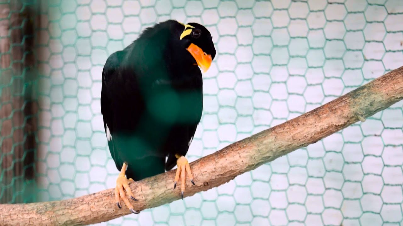 Bird Speaks Korean