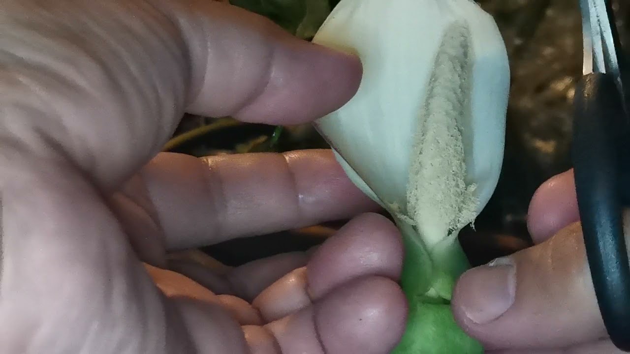 Hand pollination of a Thai Hybrid Caladium Part 1 #Thaihybridcaladium #caladium #caladiumhybrid