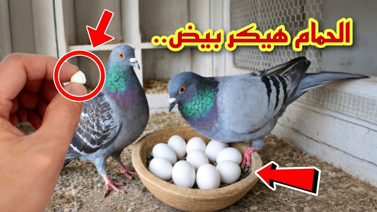 الحمام هيكر بيض بدون توقف👌بحبايه واحده من العلاج ده😯