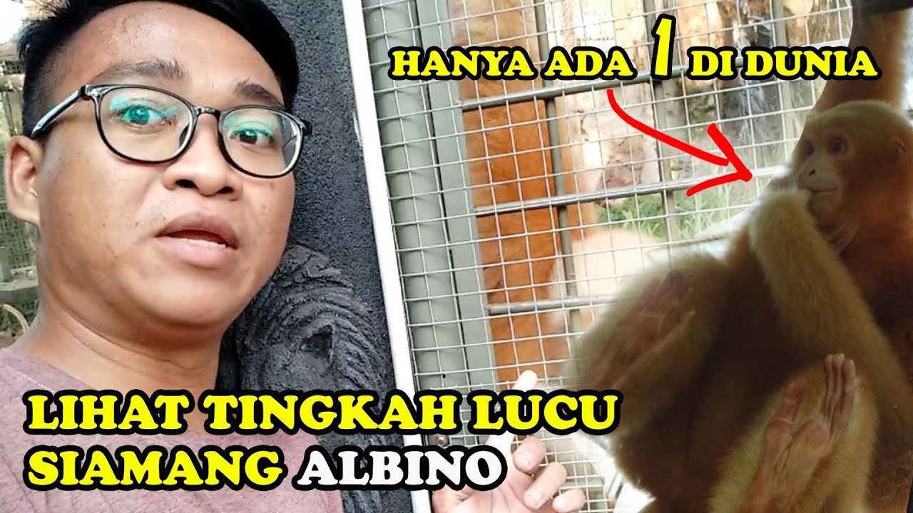 SIAMANG ALBINO S4TU-S4TUNYA DI DUNIA ADA DI JAKARTA || FAUNALAND ANCOL