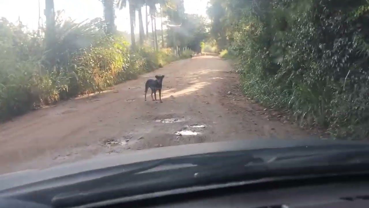Fui no pesqueiro e peguei Mussum  gigante kkkkk... Triste 