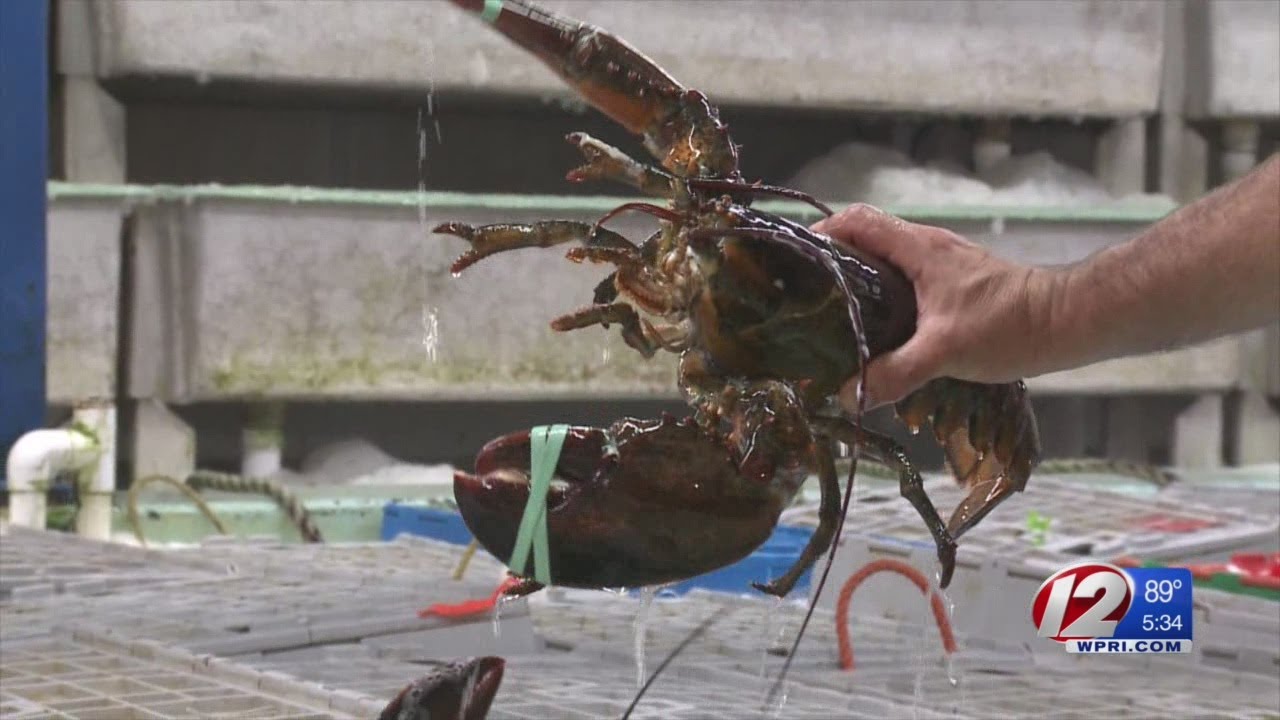 Lobster Industry Feeling Impact of Chinese Tariffs