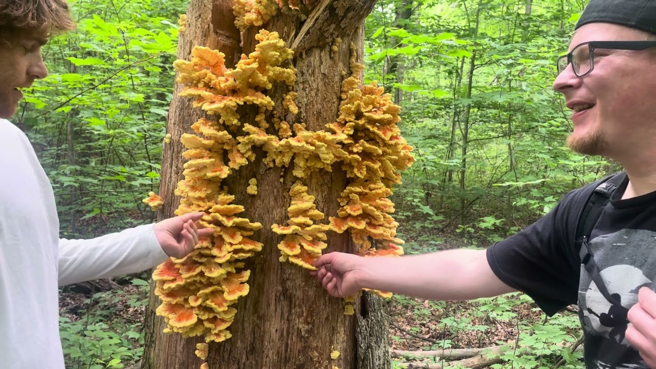 #wildedible Chicken of the Woods | Brandywine Boys | ep. 43