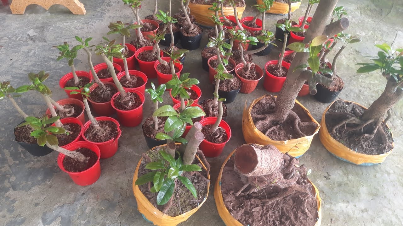 Phôi mai tứ quý bonsai ươm sẳn ghép liền giá rẻ 28/09 Thái 0329027256