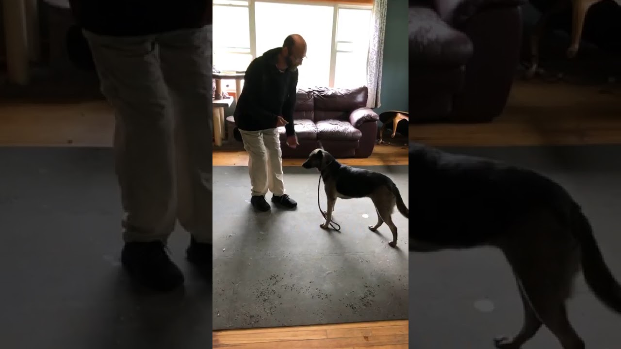 LIVE- 3 year old BELGIAN SHEPSKY, Messing around to start then focus on future UP/OFF
