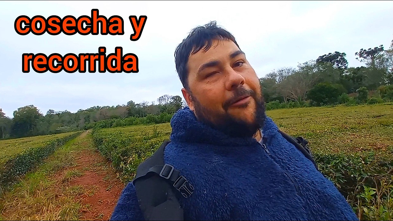 Cosechando Mandioca y Batata mientras te enseño las plantas de TÉ en la chacra Misionera