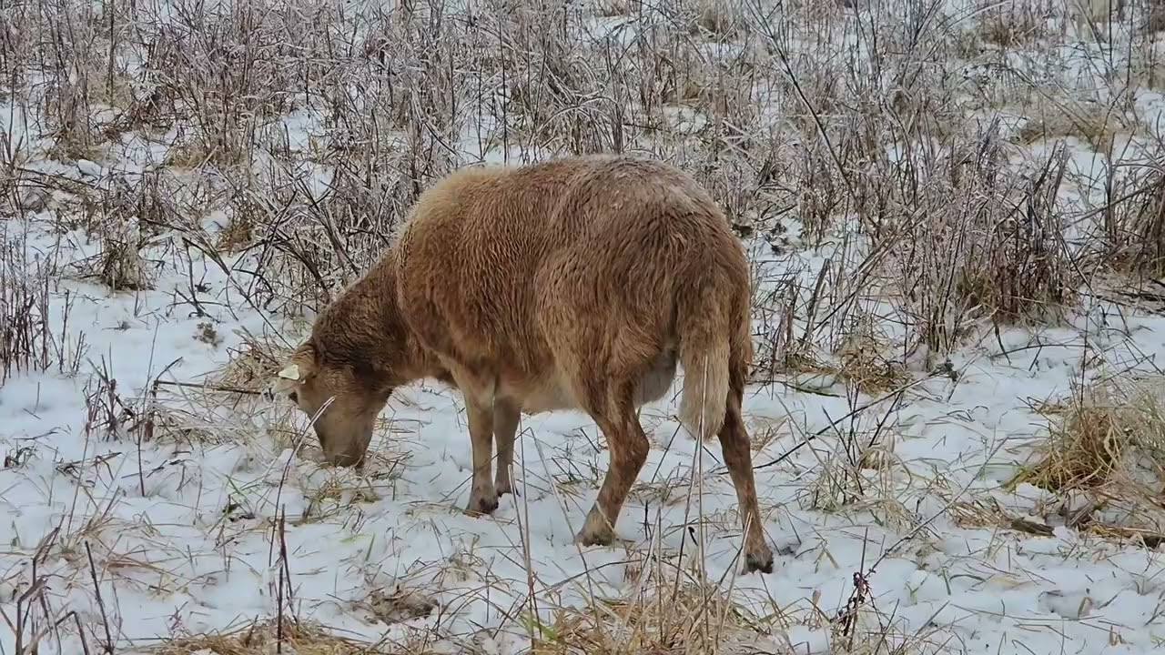 Sheep Really DIG Stockpiled Grass in the Winter