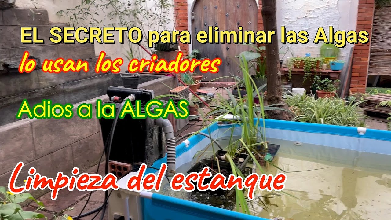 Cómo eliminar por completo el verdín del estanque, adios a las algas!!!!