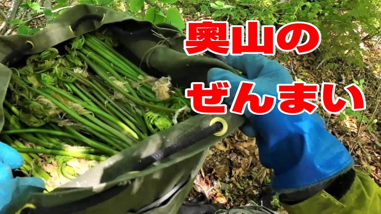 これが　奧山のぜんまい採りです