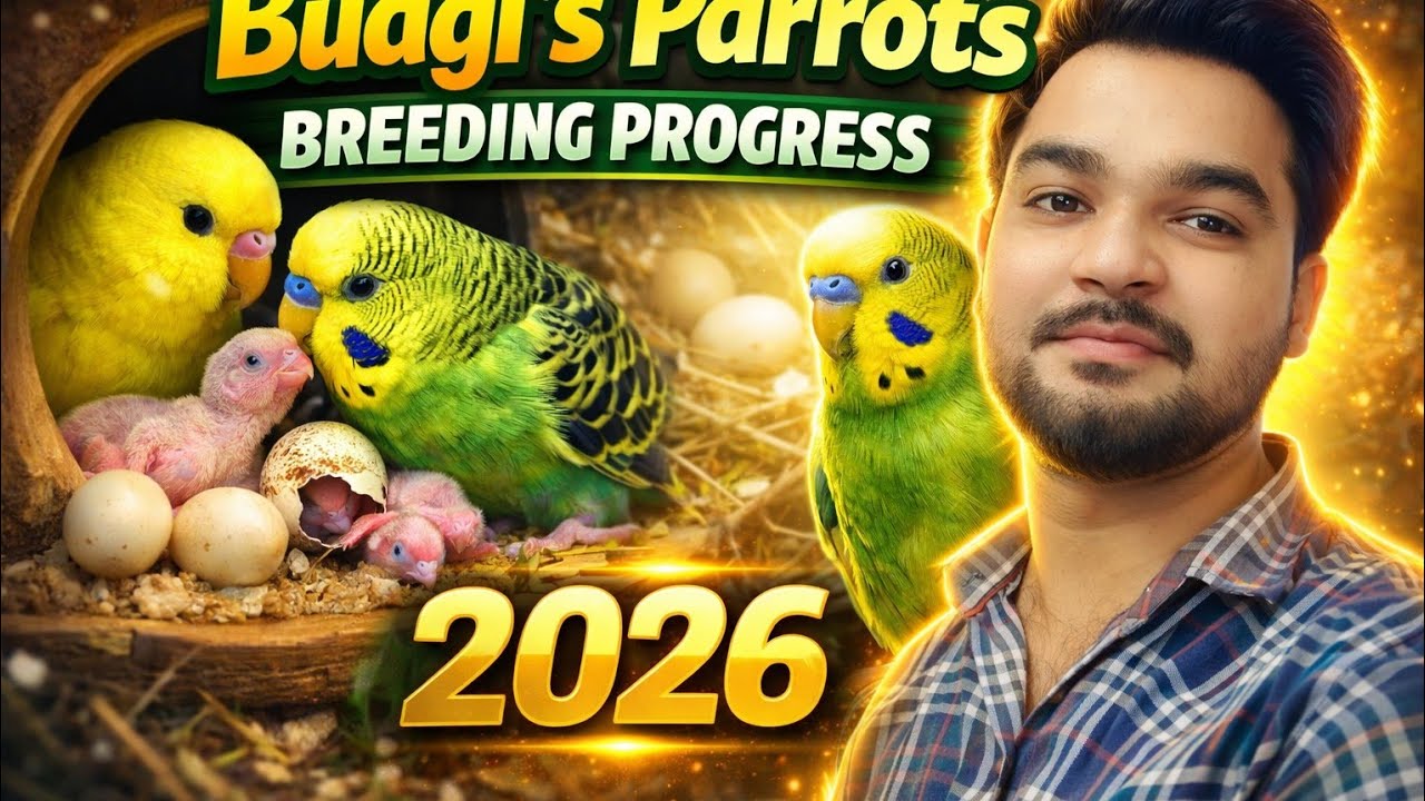 Australian Parrot Breeding Tips | Budgies Breeding Progress | Umair pets | 