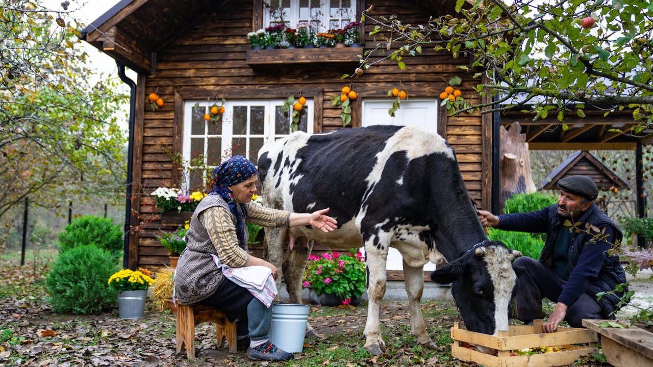 Сыроделие - Изготовление Сыра из Свежего Коровьего Молока