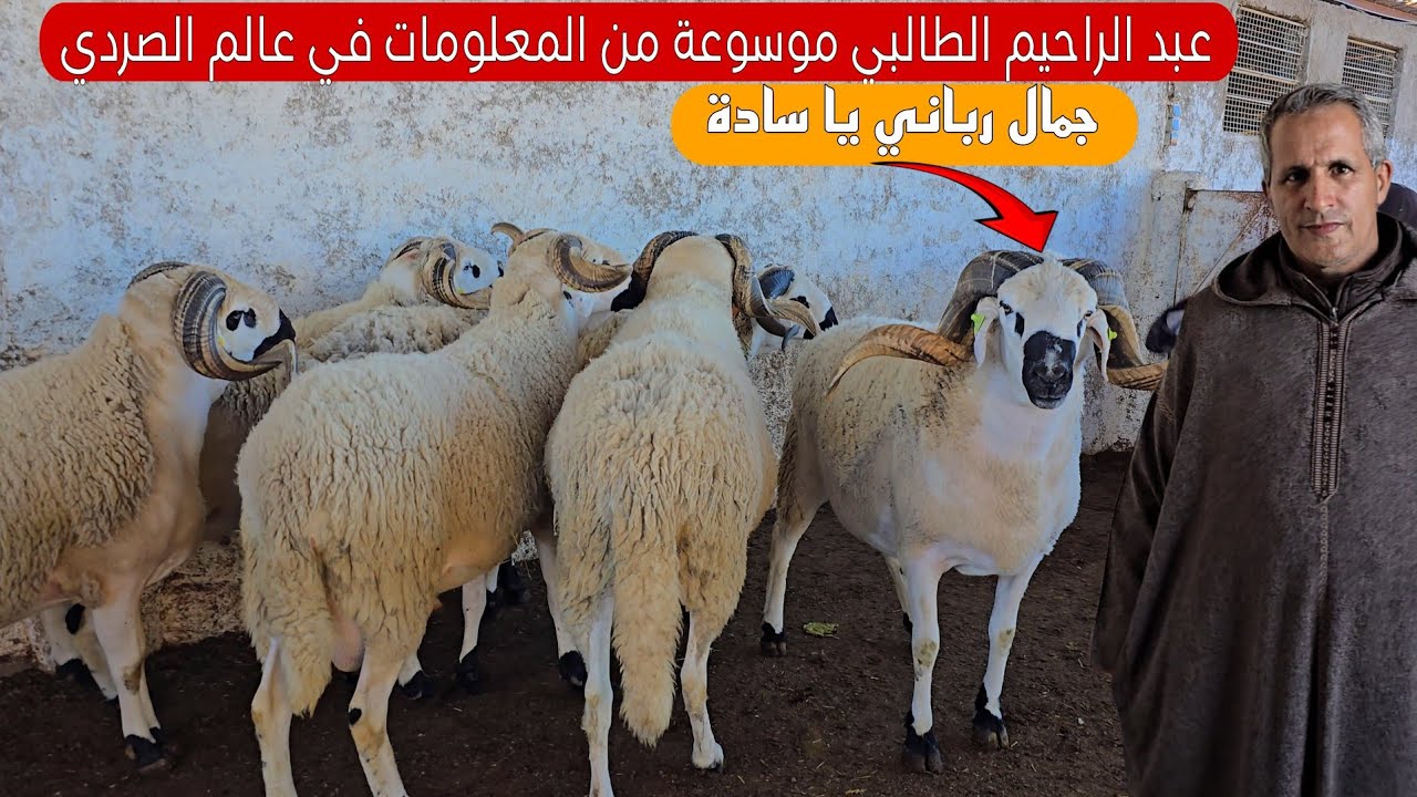 عشت أفضل لحظات حياتي في ضيعة الخير ضيعة عبد الرحيم الطالبي في نواحي مراكش، حولية ملكية فحول ضخمة