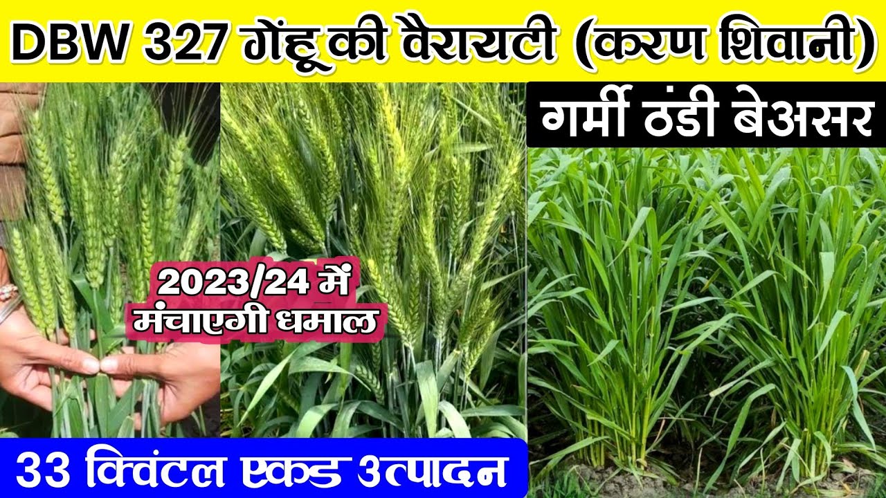 DBW 327 Gehu Variety | karan Shivani | DBW 327 gehu | gehu ki kheti | गेंहू की नई किस्म