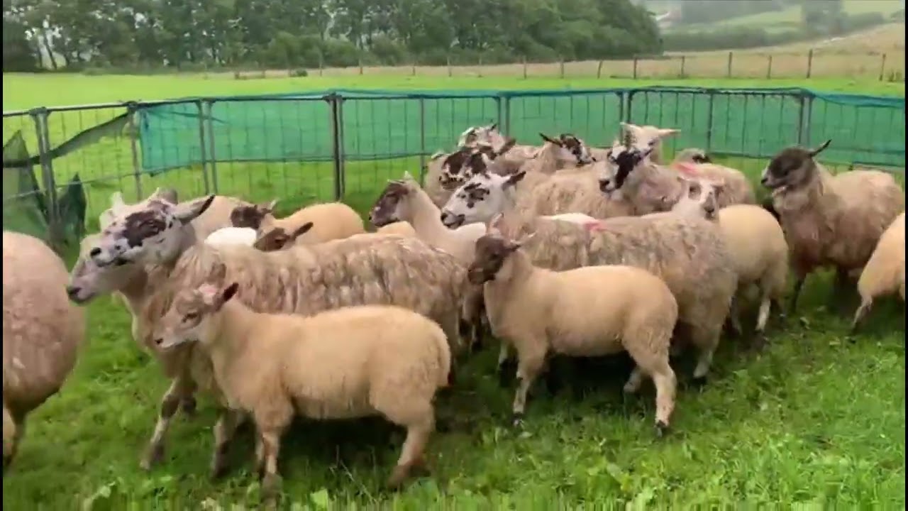 Lot 95: Kate - 27.8.25 Farmers Marts Dolgellau Online Sheepdog Auction