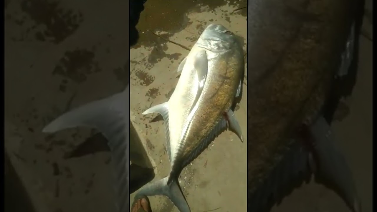 HEBOH‼️ Pemuda ini menaikkan GT Babon di pinggiran Dermaga Tamperan pakai tehnik hand line