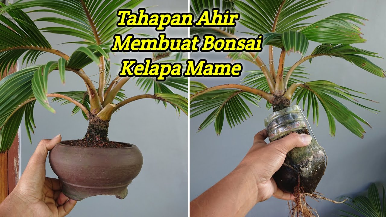 PROSES AKHIR BONSAI KELAPA MAME | LEPAS BATOK