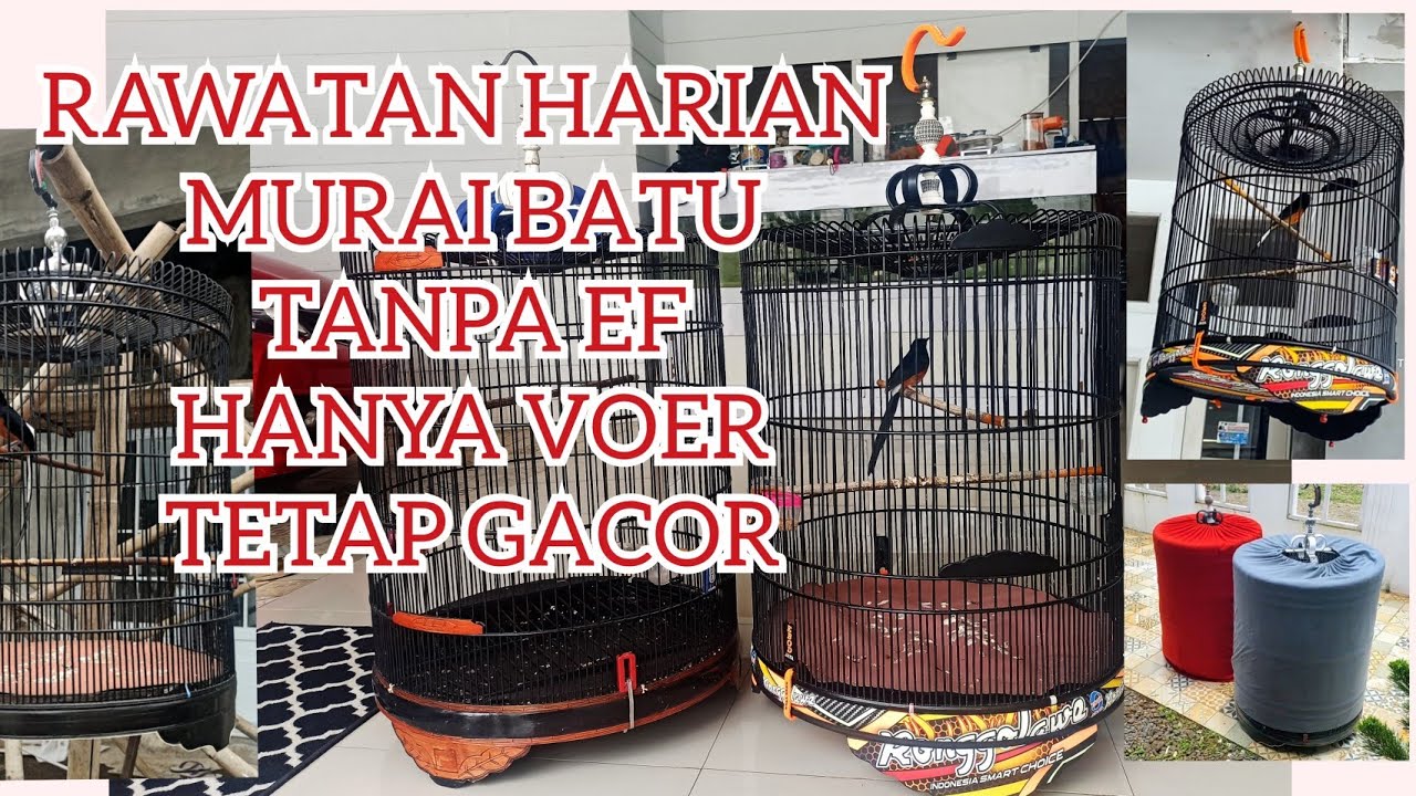 Review Perawatan murai batu dirumah tanpa EF