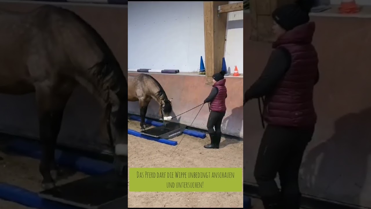 Rait Freizeit - Step 1 beim Pferdewippen-Training