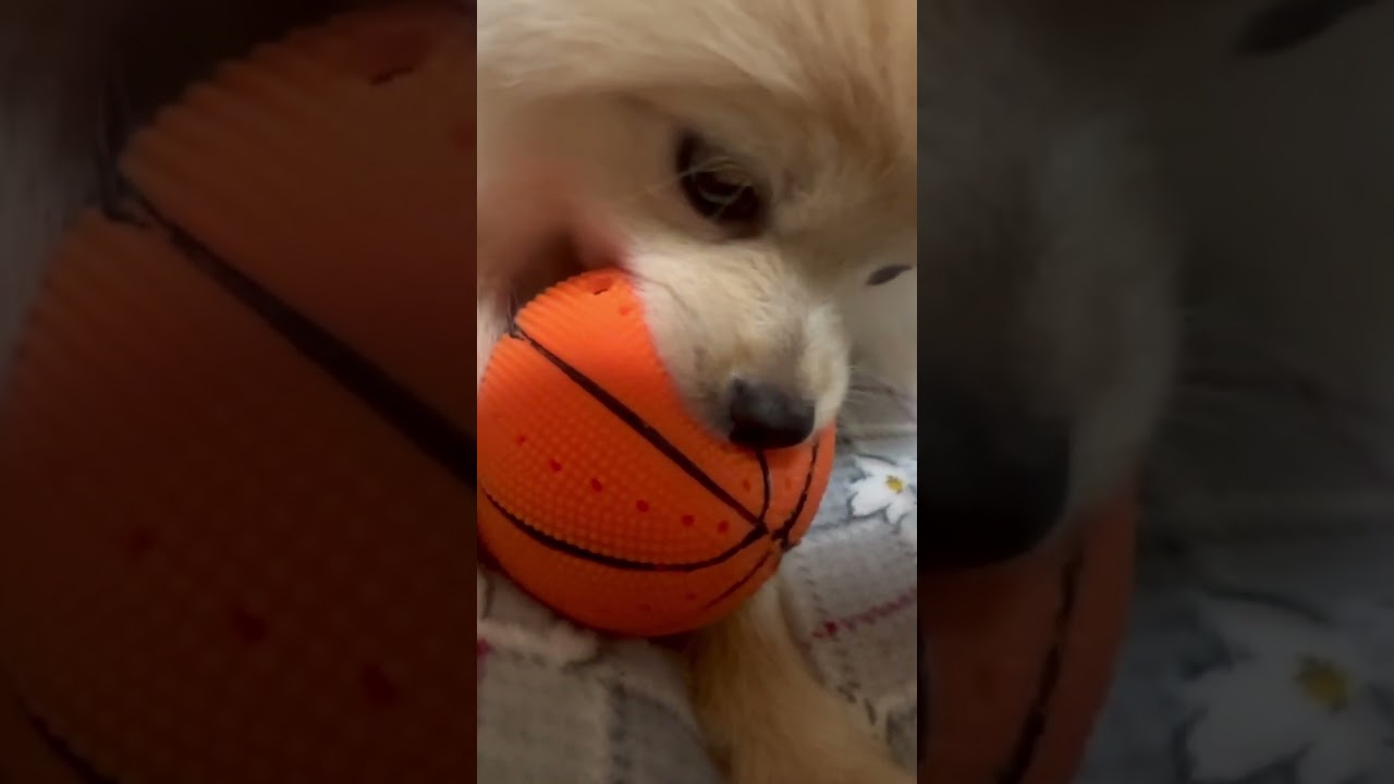 もこ日記#31 最近は不仲です…笑　#かわいい#ポメラニアン#生後4ヶ月 #pomeranian #dog #cute #fyp #foryou #doglife