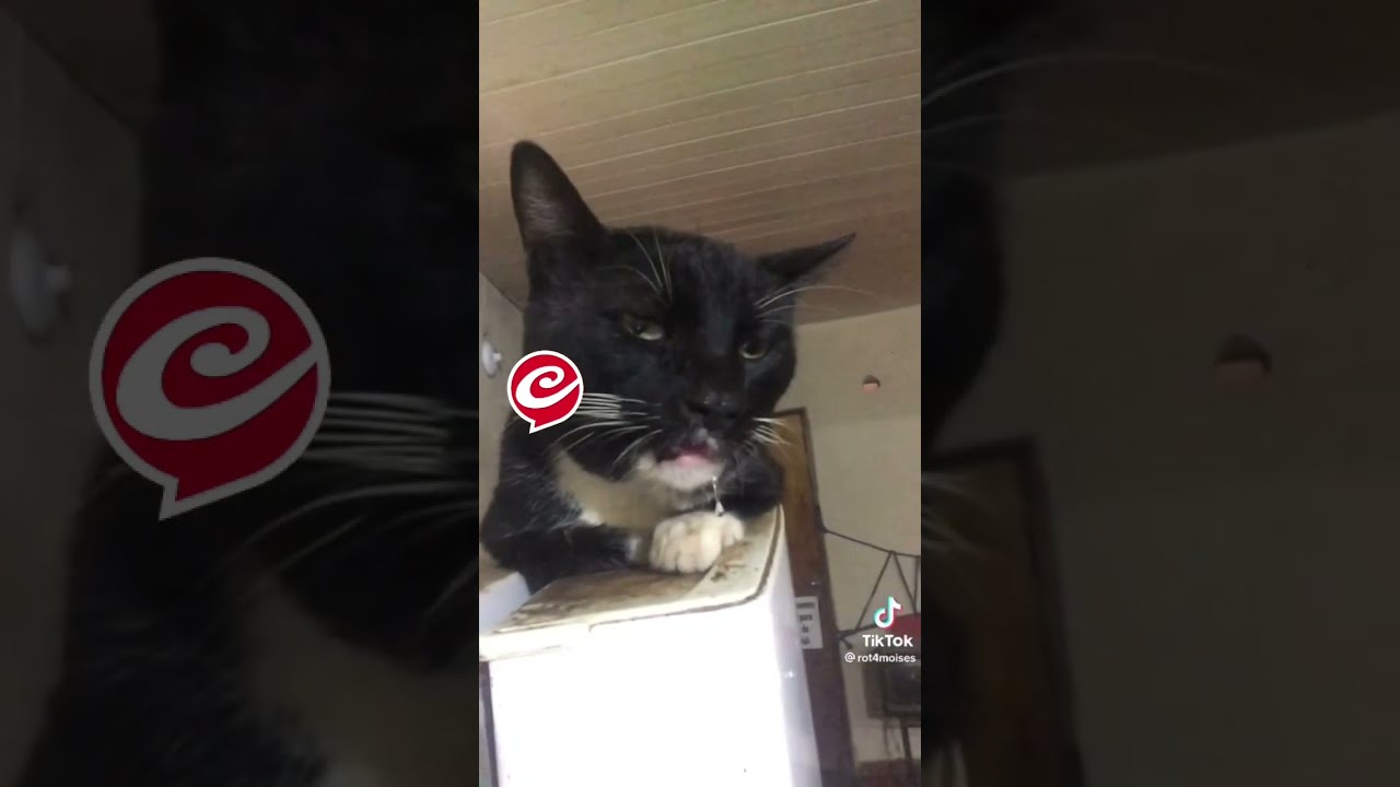 Descubri&oacute; que su gato se comi&oacute; sus 