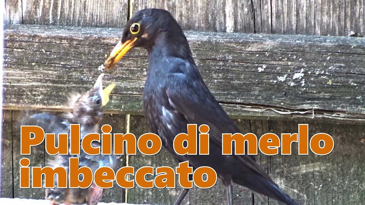 Pulcino di merlo imbeccato...