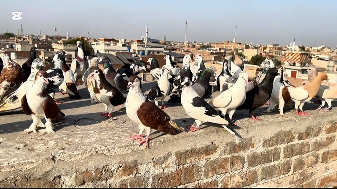 Today new entry 😱💕fighter 140 kabuter le ye ha|Mashallah bahi jan kabuter bohay acha ha #pigeon
