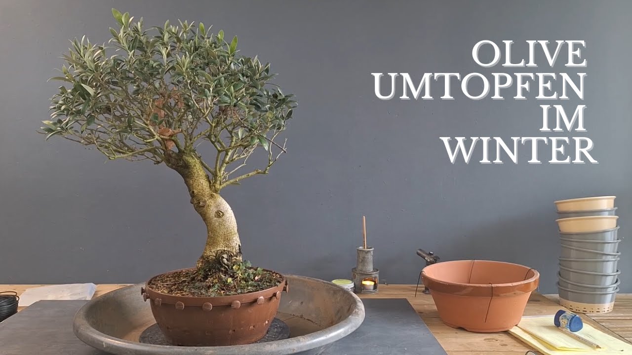 Olive... umtopfen im Winter