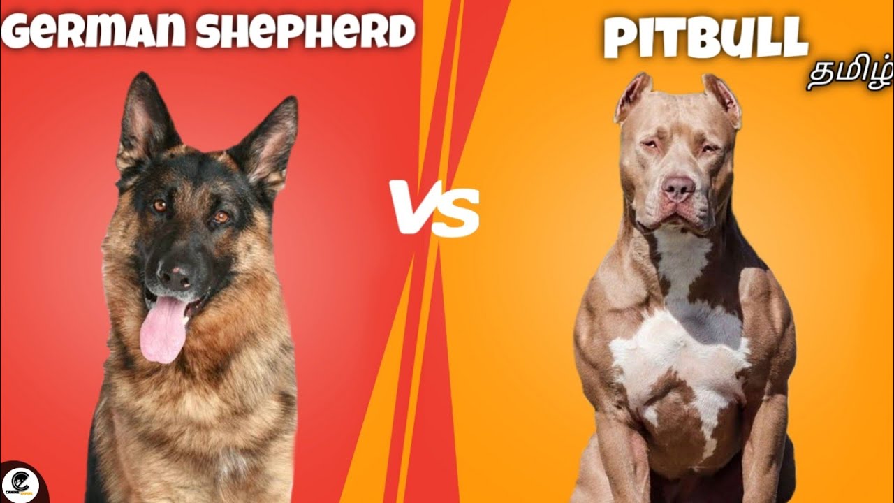 German shepherd Vs American pitbull terrier | pet comparison | funny😂