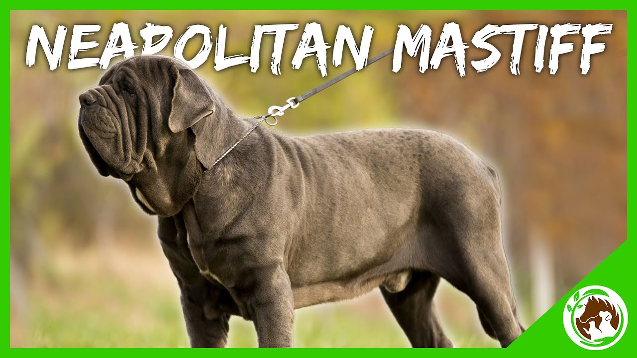 Introducing The Neapolitan Mastiff: Everything You Need To Know About This Loyal, Gentle Giant.