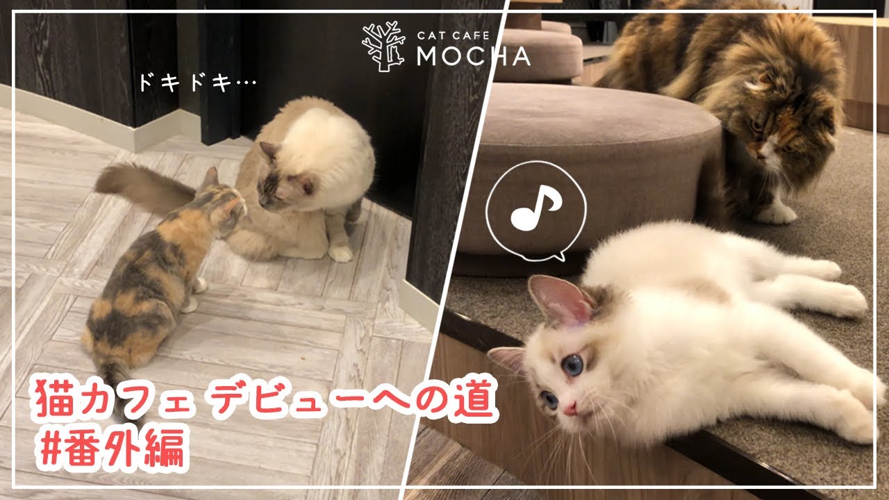 子猫たちのデビュー後の様子を覗いて来ました【猫カフェデビューへの道】＃番外編