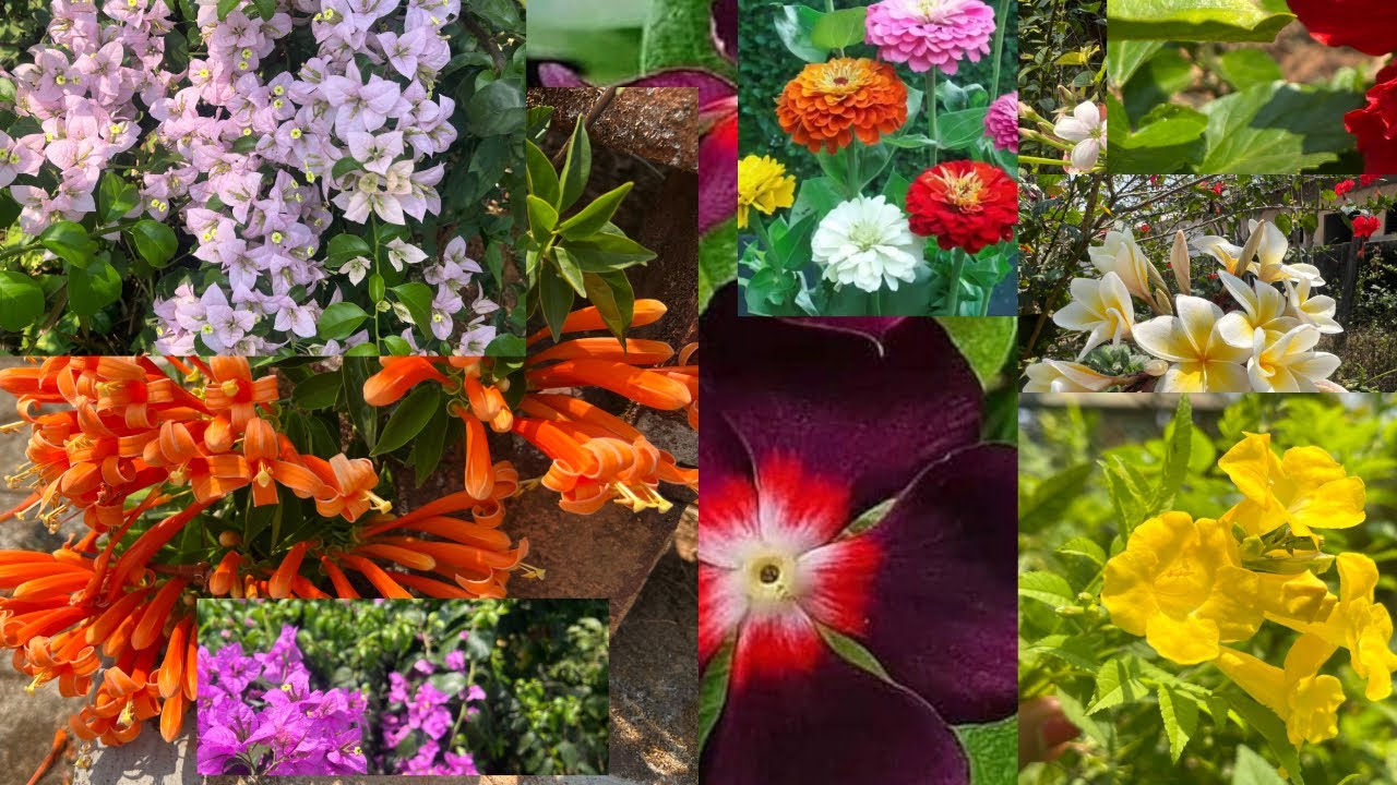 Summer garden ಗೆ ಯಾವ್ಯಾವ ಗಿಡಗಳನ್ನು  ಇವಾಗ Nursery ಯಿಂದ ತರಬಹುದು ?  March month Nursery shopping!
