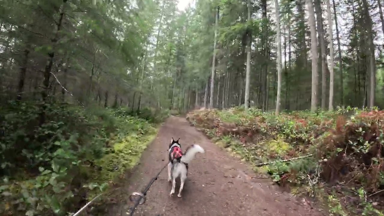 Elwood showing Balto what not do do when bikejoring!